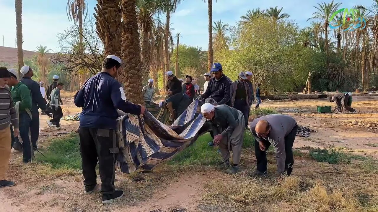 أنكاض نتيني (كلمة بمناسبة جني التمور)