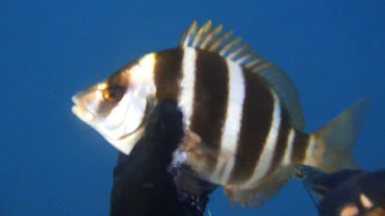 Sarago faraone. Pesca in apnea
