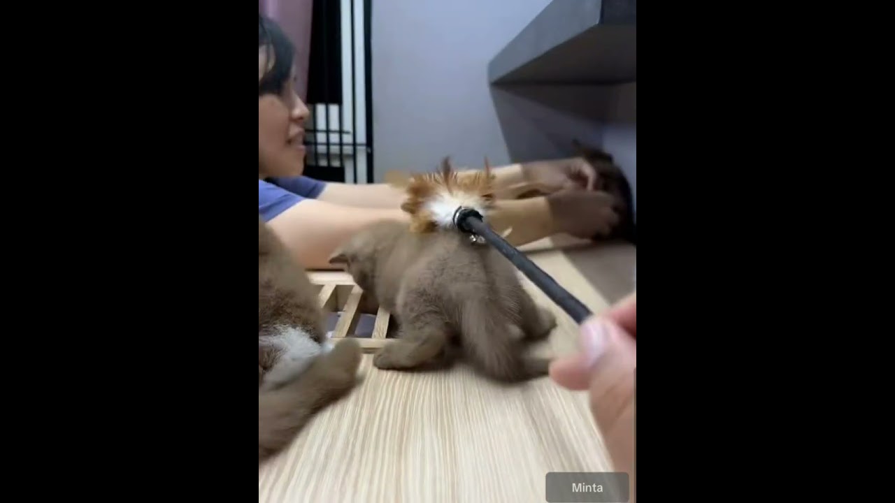 Anak kucing super LUCU bikin gemessss