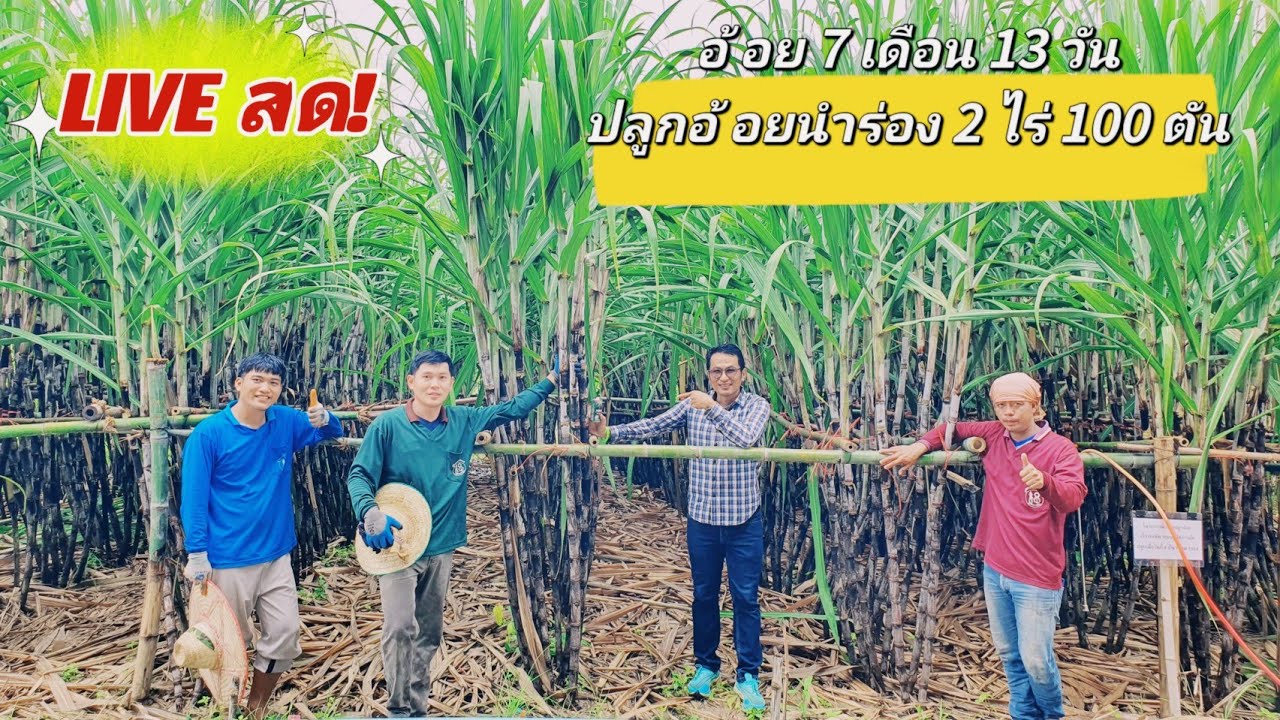 🔴LIVEสด! ไขข้อสงสัย? อ้อย7เดือน13วัน! ปลูกอ้อยนำร่อง2ไร่100 ตัน ผู้จัดการมัน