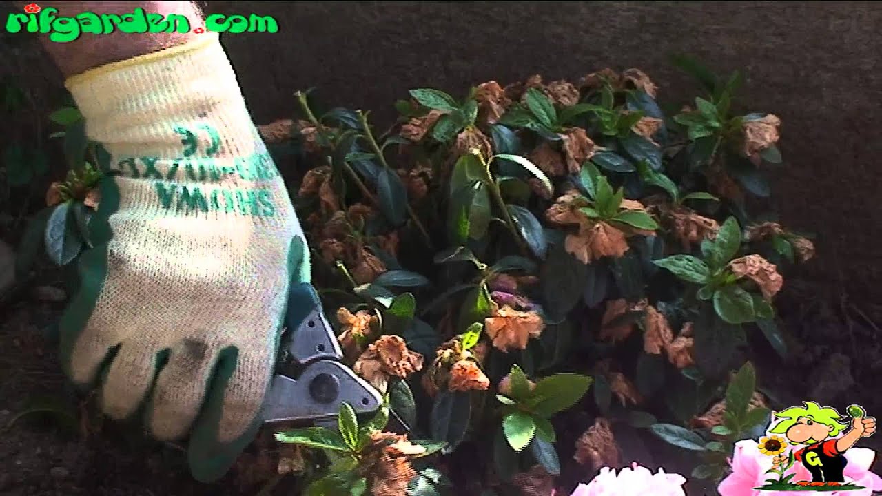 Pruning azaleas and rhododendrons