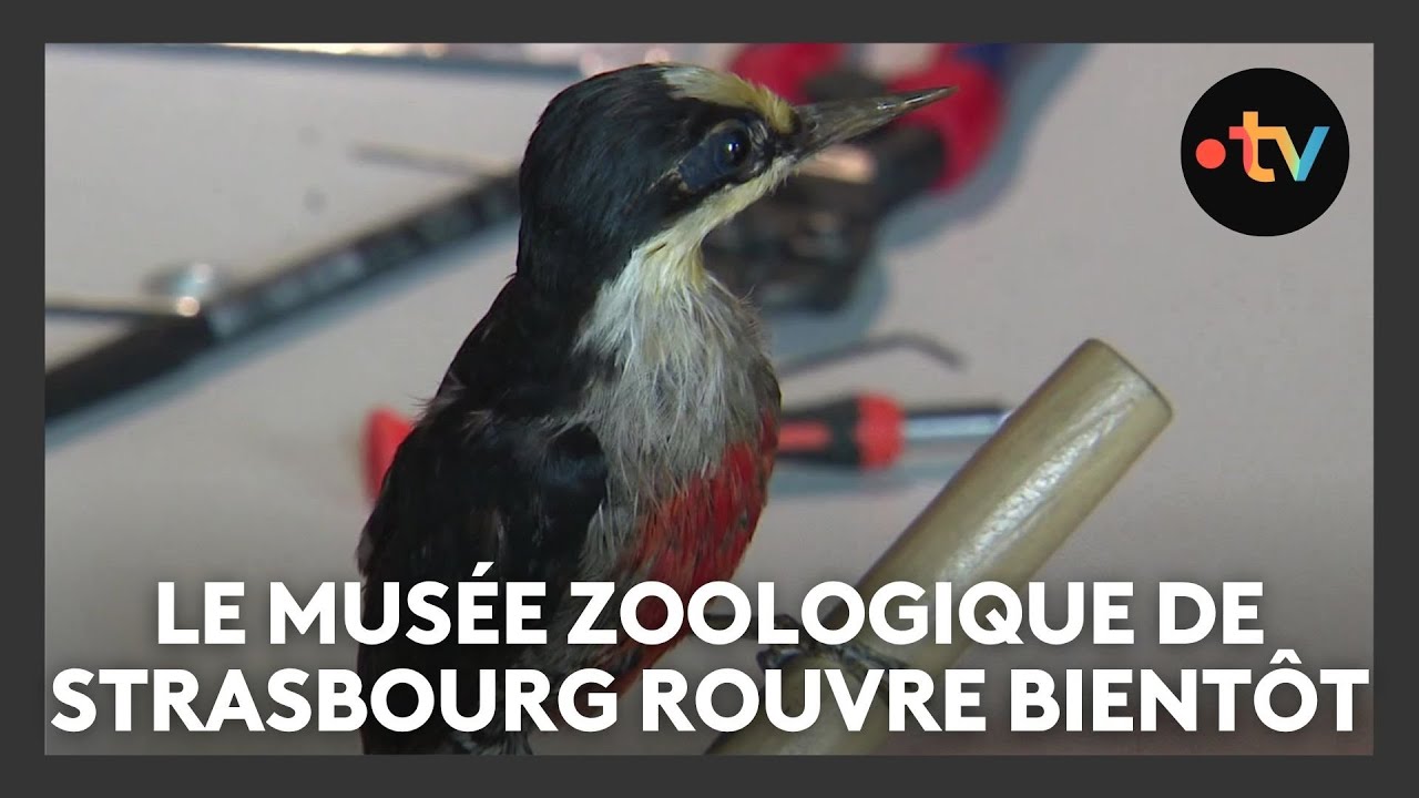 L'iconique musée zoologique de Strasbourg se prépare pour sa réouverture