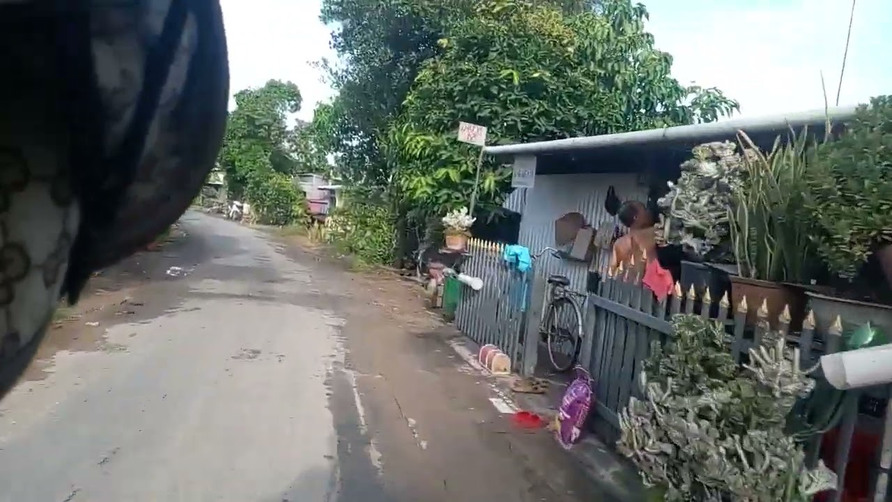 Menoni Bông Vàng Đường Đi Phú Hữu