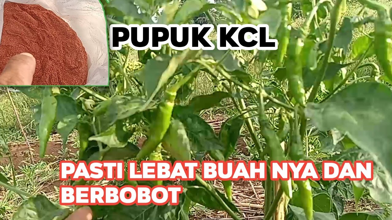 Manfaat Pupuk KCL pada tanaman cabai di jamin buah nya lebat dan ber bobot 👍👍