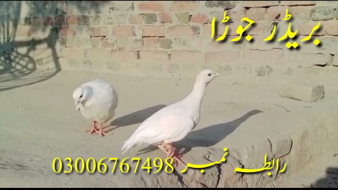 White Teetar for Sale | White Teetar Price in Pakistan | Layyah Birds Paradise #viral #teetar #birds
