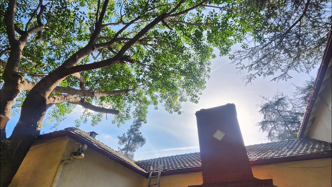 Large Tree Trim