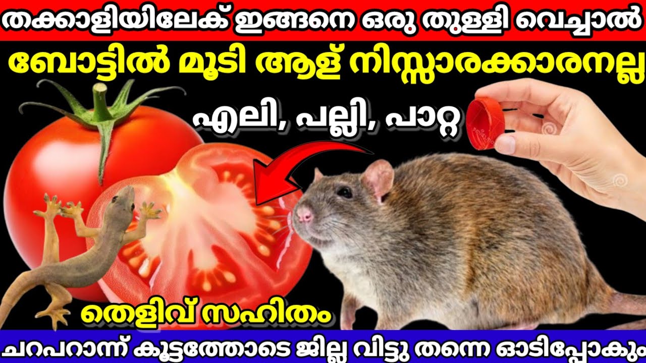 തക്കാളിയിലേക്ക് ഇങ്ങനെ ബോട്ടിൽ മൂടി അതിശയം കാണാതെ പോയാൽ നഷ്ടം ഉറപ്പ്|MISTYWALK63|viralvideo 
