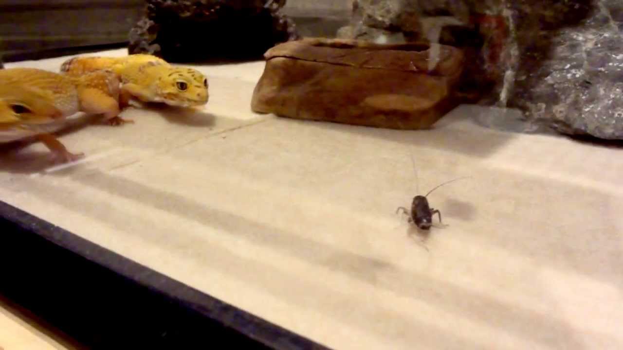 leopard gecko eating cricket.