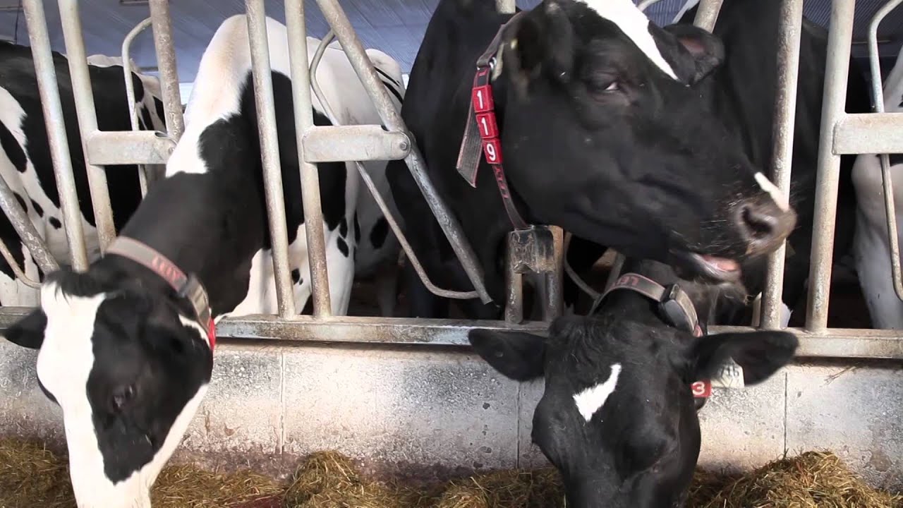 Lely Astronaut A4 milking robots at the Courlin Farm,    Syst&egrave;me de traite robotisit&eacute; Lely