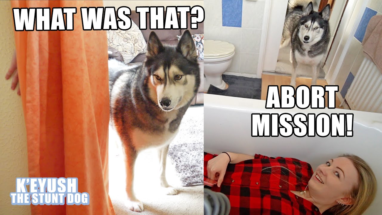 Hiding From My Dog in The Bath! He HITS Me In The CHEST!