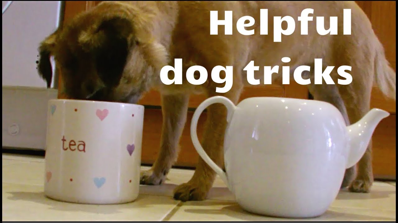 Helpful & ADORABLE dog tricks!