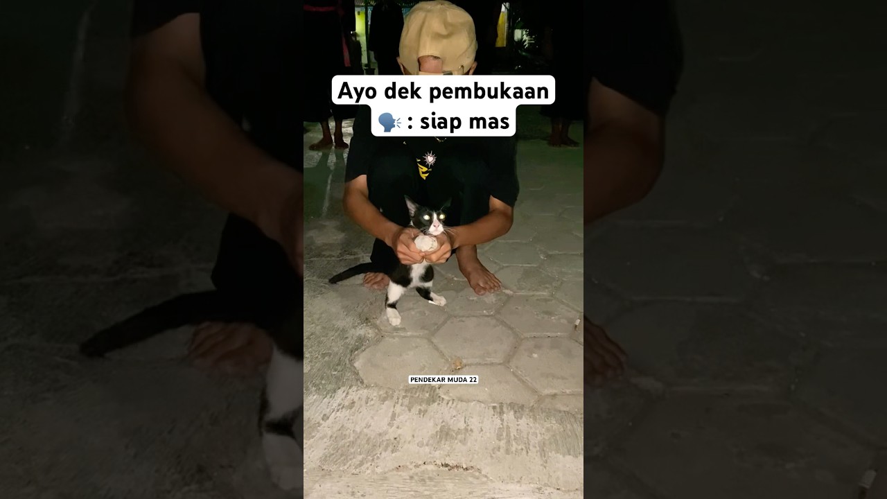 Kucing pembukaan psht ngeri lur🫣🔥 