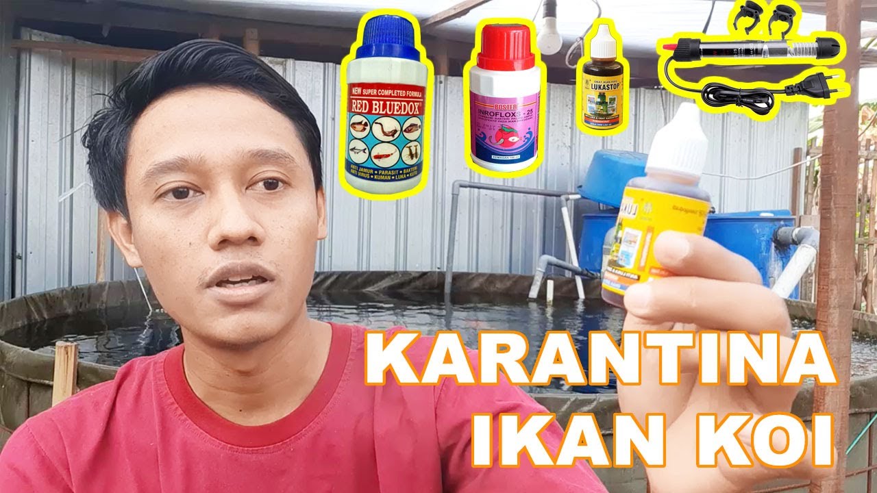 Tips Karantina Ikan Koi, Tidak Perlu Memakai Obat Bermacam-macam