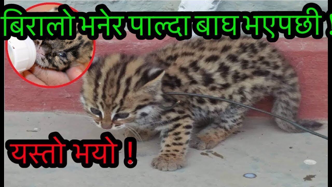 बिरालो भनेर पाल्दा भयो यस्तो || Syangja waling || Pokhara news ||