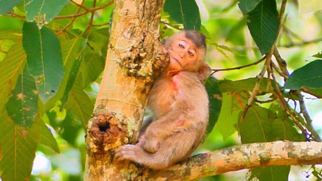 O.M.G...Little baby Briar is so cute. SO CUTE MONKEY...!