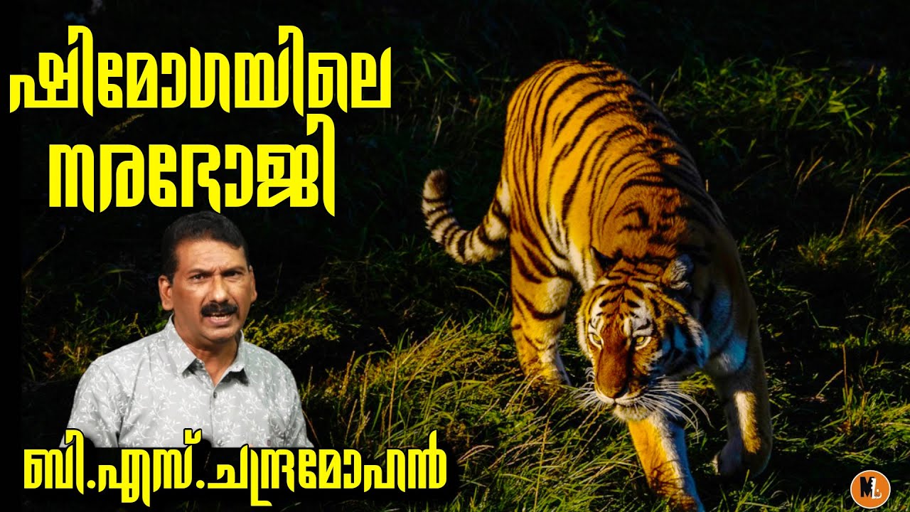 ഷിമോഗയിലെ ഗ്രാമങ്ങളെ വിറപ്പിച്ച നരഭോജിയായ കടുവ|Thriller|Hunting Story |BS CHANDRA MOHAN|Mlife Daily