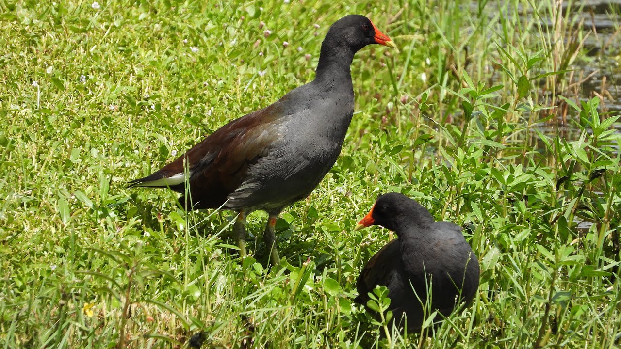 Gallinule d'Amérique, cri / Common Gallinule, call