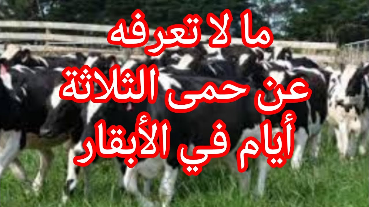 اكتشف معلومات صادمة عن حمى الثلاثة أيام في الأبقار – بواسطة د. عصام أمين نصر: