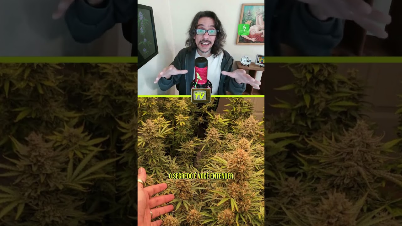 OVERFERT: O que &eacute; e como evitar? Compartilha com quem quer aprender a cultivar!