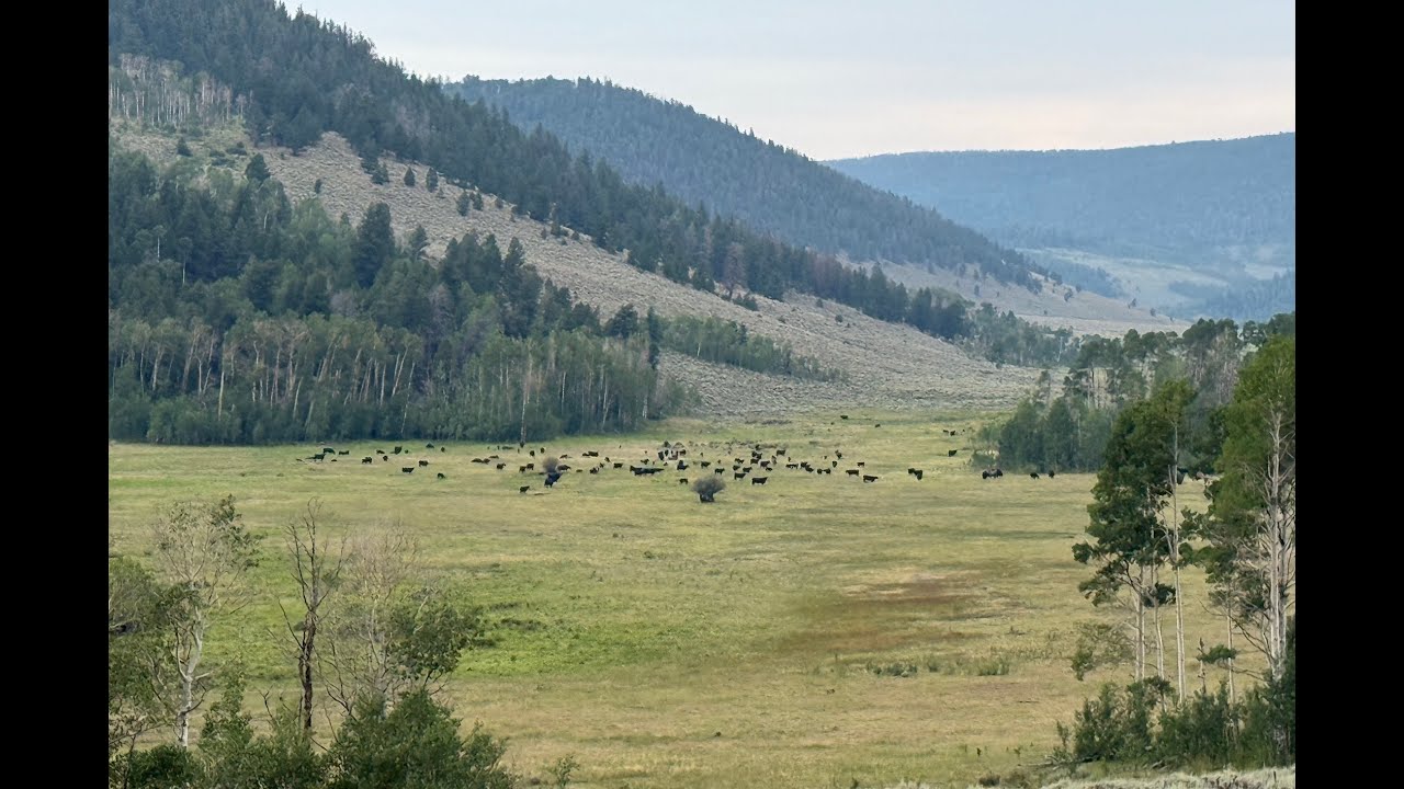 Herd Quitter® Minute - How Many Cows Per Bull?