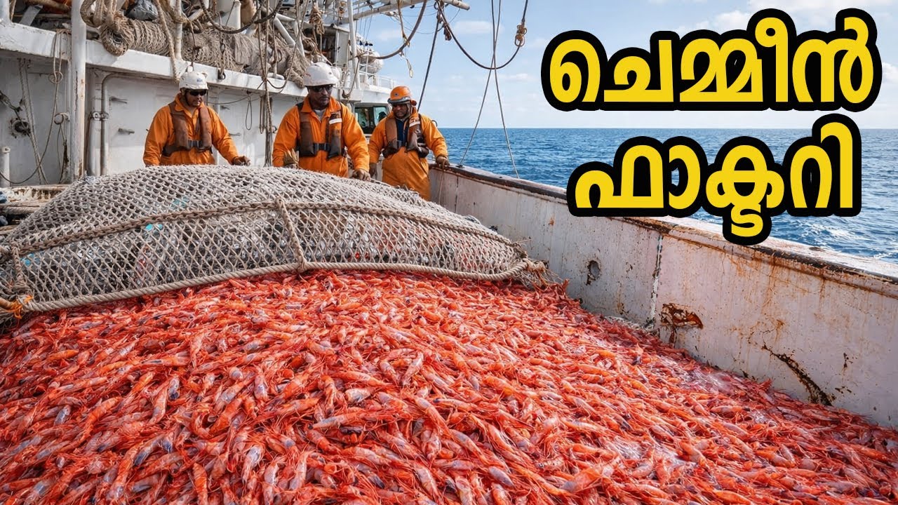കോടിക്കണക്കിനു ചെമ്മീനുകളെ പിടിച്ചു പ്രോസസ്സ് ചെയ്യുന്നത് കണ്ടിട്ടുണ്ടോ ? Shrimp Factory