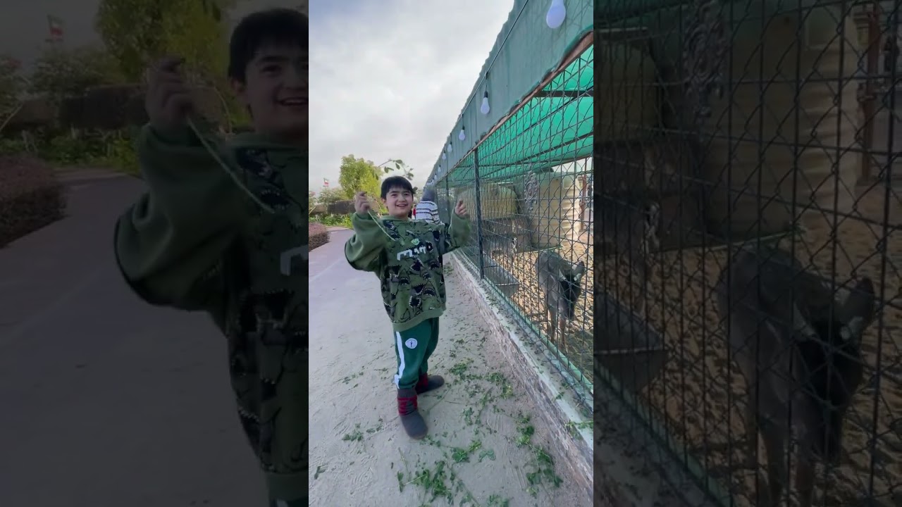 Zahra Farm visit | Abdally, Kuwait #farm  #abdali #kuwait #travel #travelvlog #farmvlog