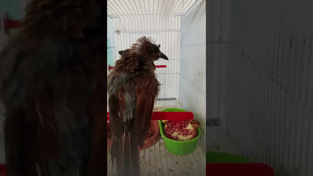 زوج بلبل مغربي في غيار الريش