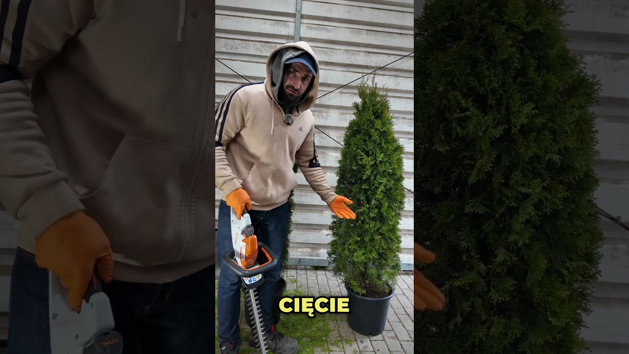 another example with arborvitaes