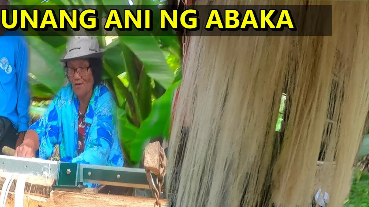 BUHAY BUKID: Paano Gawing Hibla ang mga Puno ng Abaka