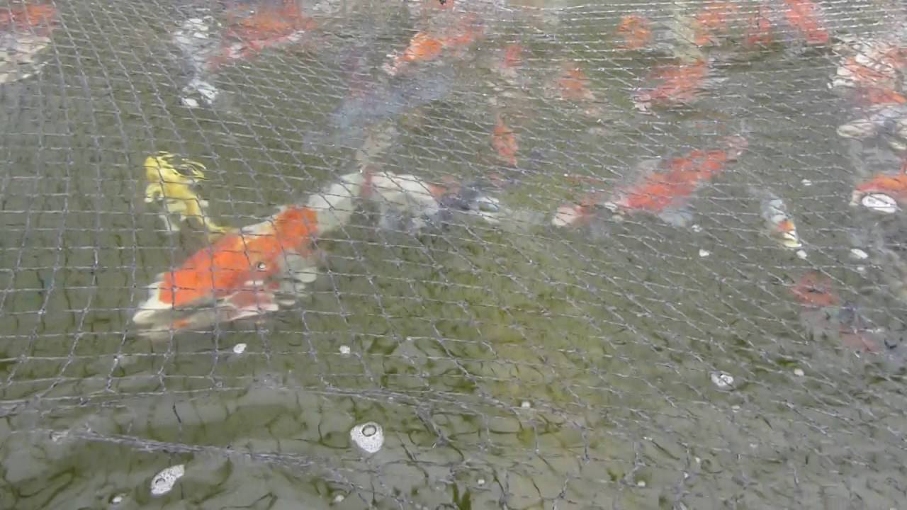 Hafod Hall Koi - The Japanese Koi Specialists