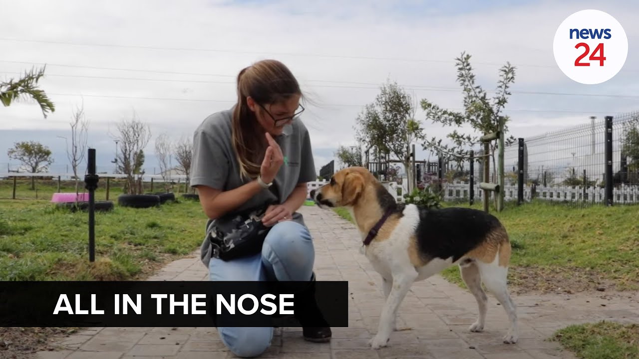 WATCH | Meet Oakley, a medical dog trained to detect changing blood sugar levels in diabetic boy
