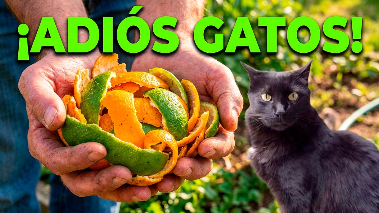 🐱 ¡AHUYENTA los GATOS de tus PLANTAS sin Dañarlos! | Trucos Caseros