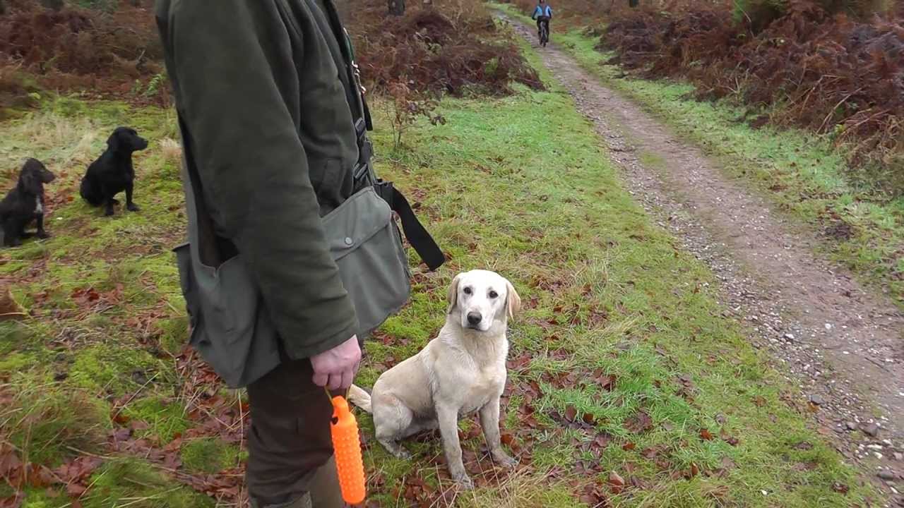 Dave Ross with Ravenshall Gundogs