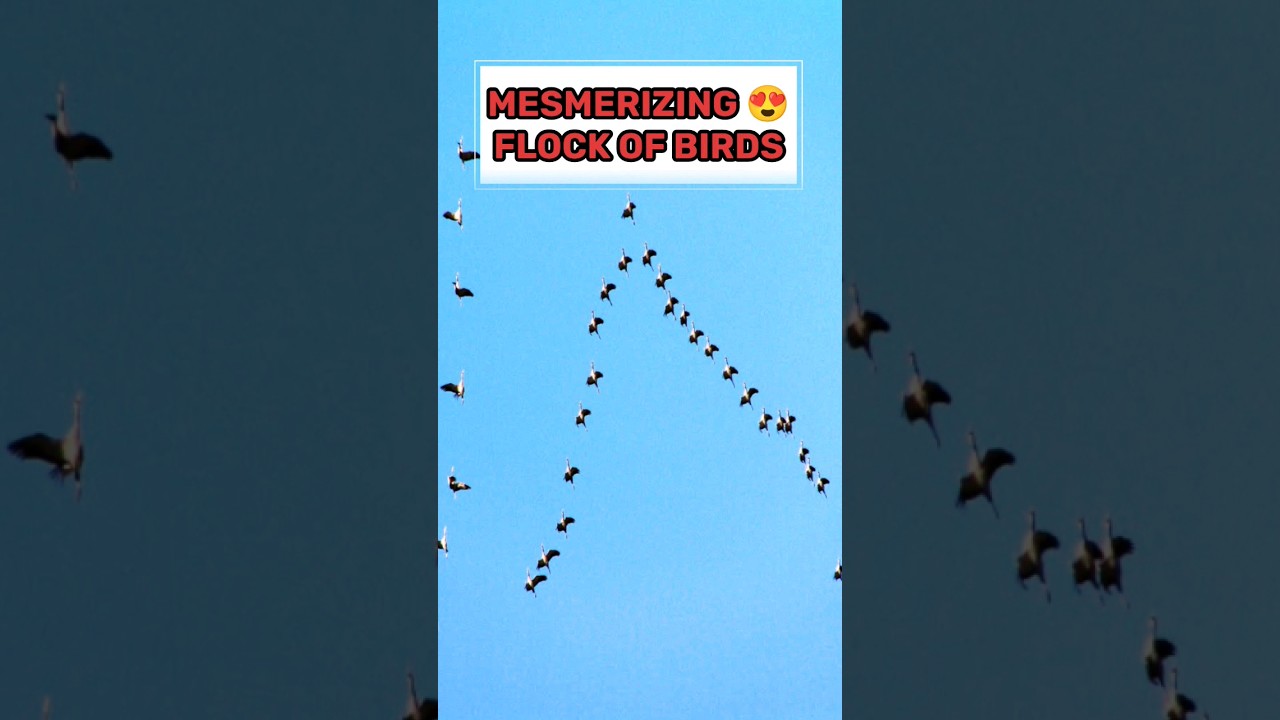 Captured Flock Of Birds😍🙌 #flockpower #youtubeshorts #viralshort #animal #trending #isha
