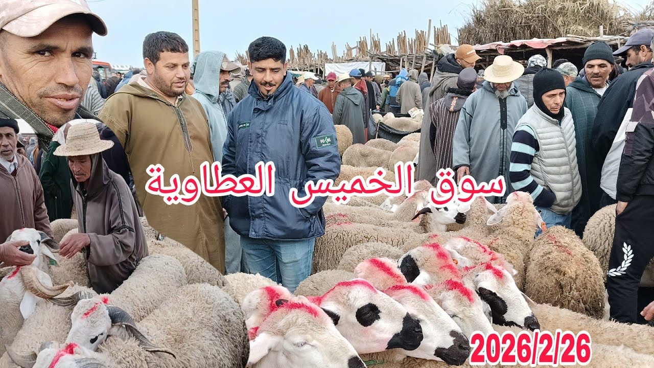 أجي تشوف سوق الخميس العطاوية باقليم قلعة السراغنة بتاريخ 2026/2/26 مع أتمنة حولي ديال العيد وخروفة 🐏