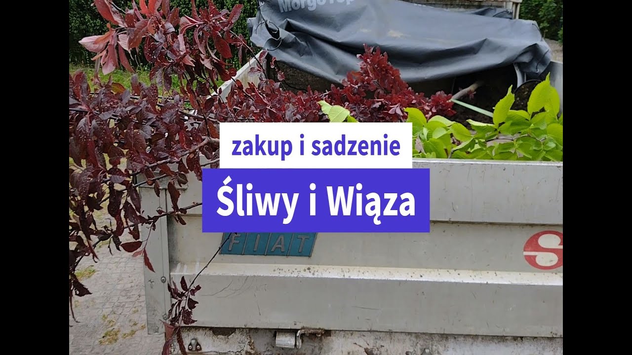 Vlog - Zakup i sadzenie Śliwy Pissardii oraz Wiąz Camperdownii