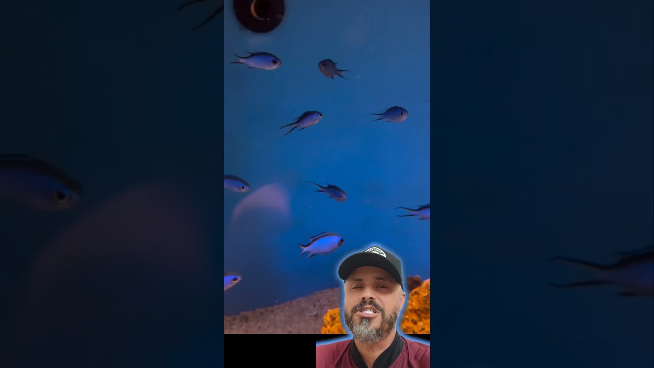 Blue Reef chromis excelente op&ccedil;&atilde;o para cardume em seu aqu&aacute;rio #aquarium #aquarismo #ocean