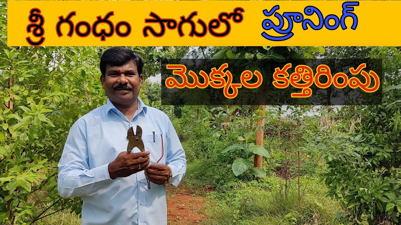 శ్రీగంధం సాగు - ప్రూనింగ్ (కొమ్మల కత్తిరింపు) || Prooning in SandalWood Cultivation ||