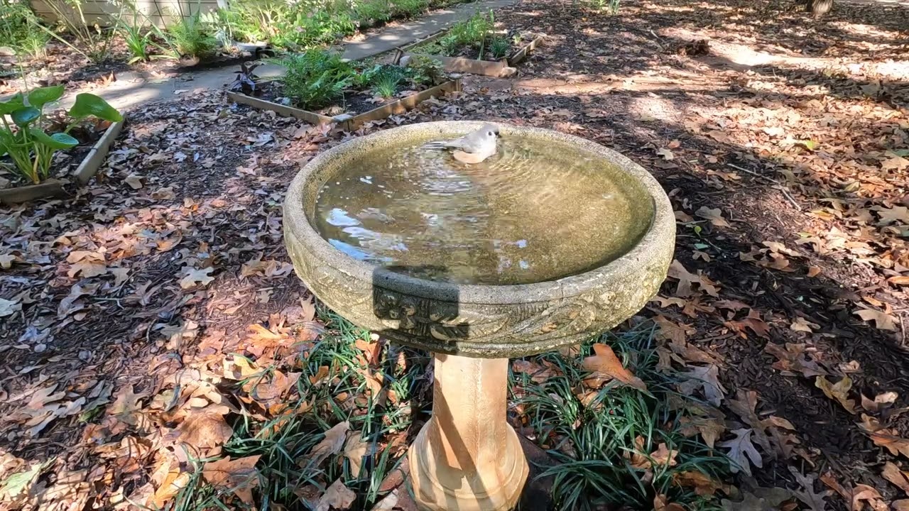Tufted Titmouse Takes a Bath