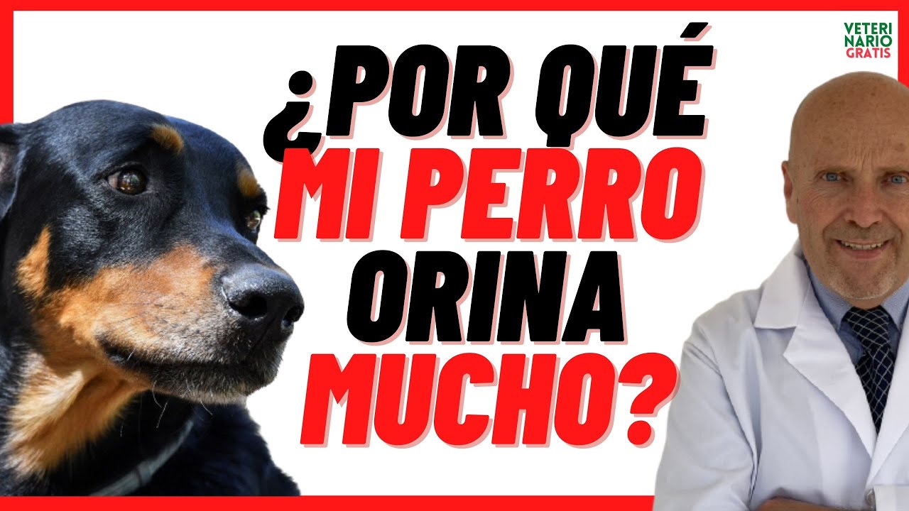 Por Qué  Mi Perro Orina Mucho  ⚠️SÍNTOMAS DE ENFERMEDADES o PROBLEMAS RENALES EN PERROS ⚠️
