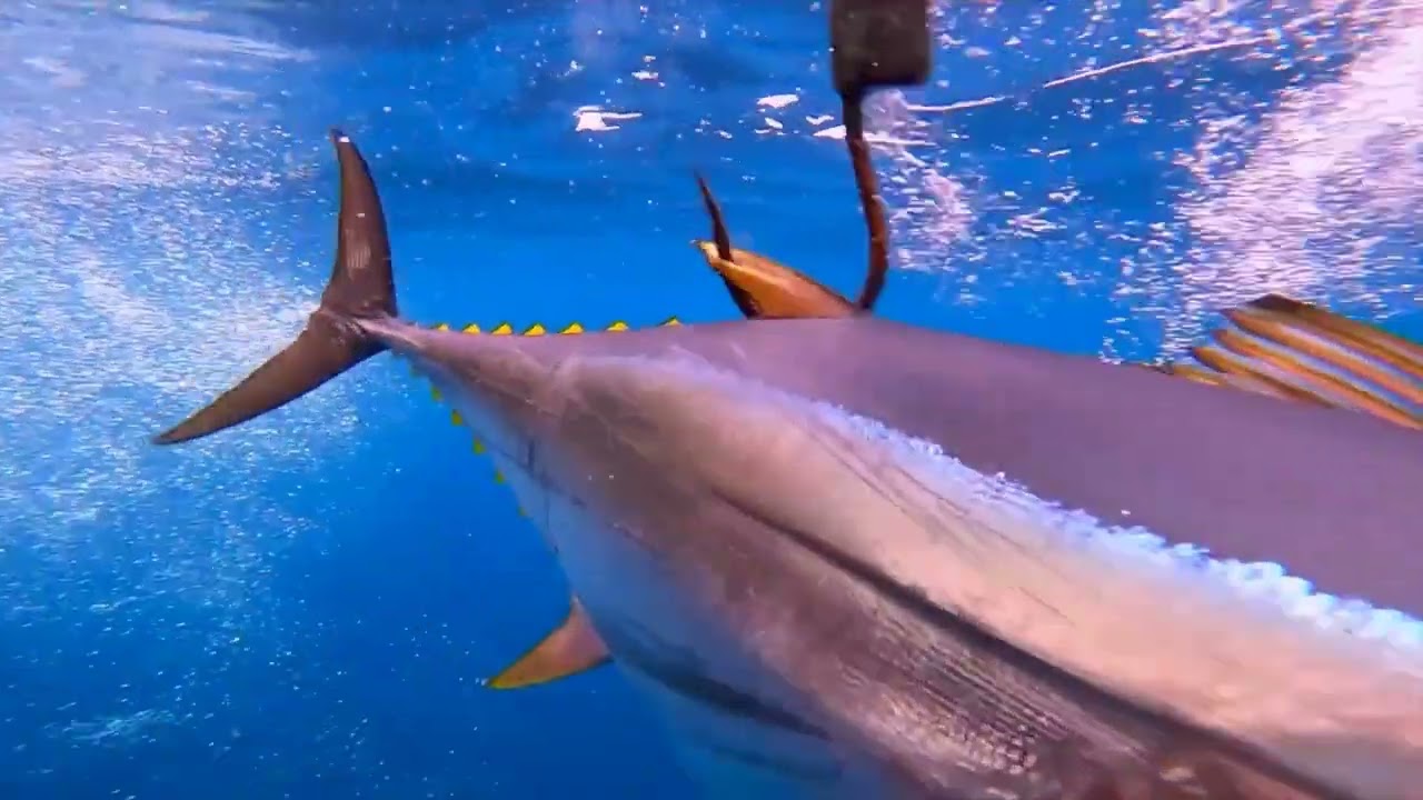 The Queen of Saba would have requested: Tunipack
