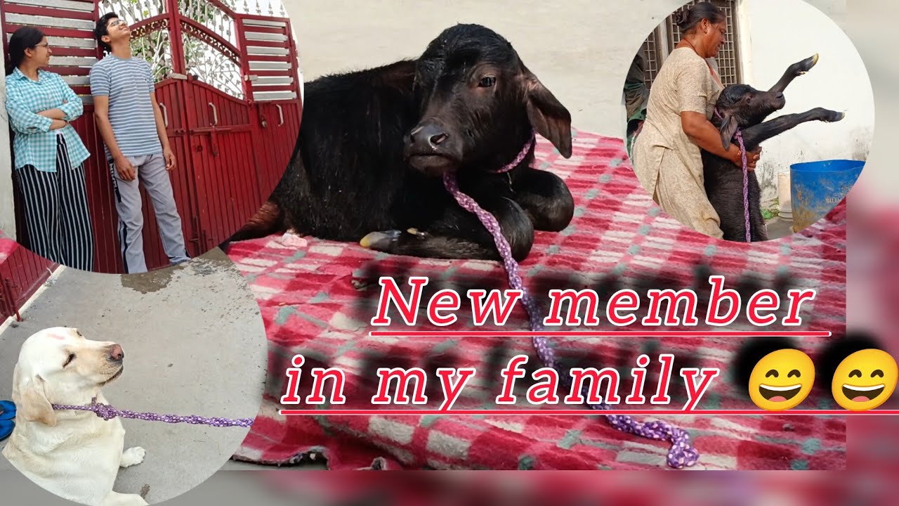 Aaj hai gar mai khushi ka mahol 😊😊