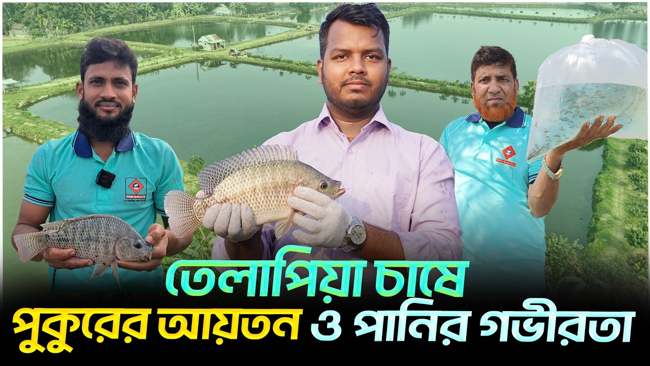 তেলাপিয়া চাষে পুকুরের আয়তন || Shakib Agro || মনোসেক্স তেলাপিয়া চাষে পুকুরের গভীরতা কত ফুট দরকার