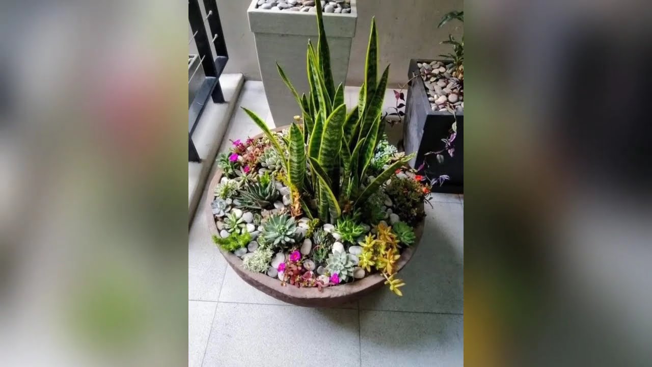 🌿💮Ideas Bonitas De Arreglos Con Sansevieria (Lengua De Suegra) Y Suculentas En Maceta
