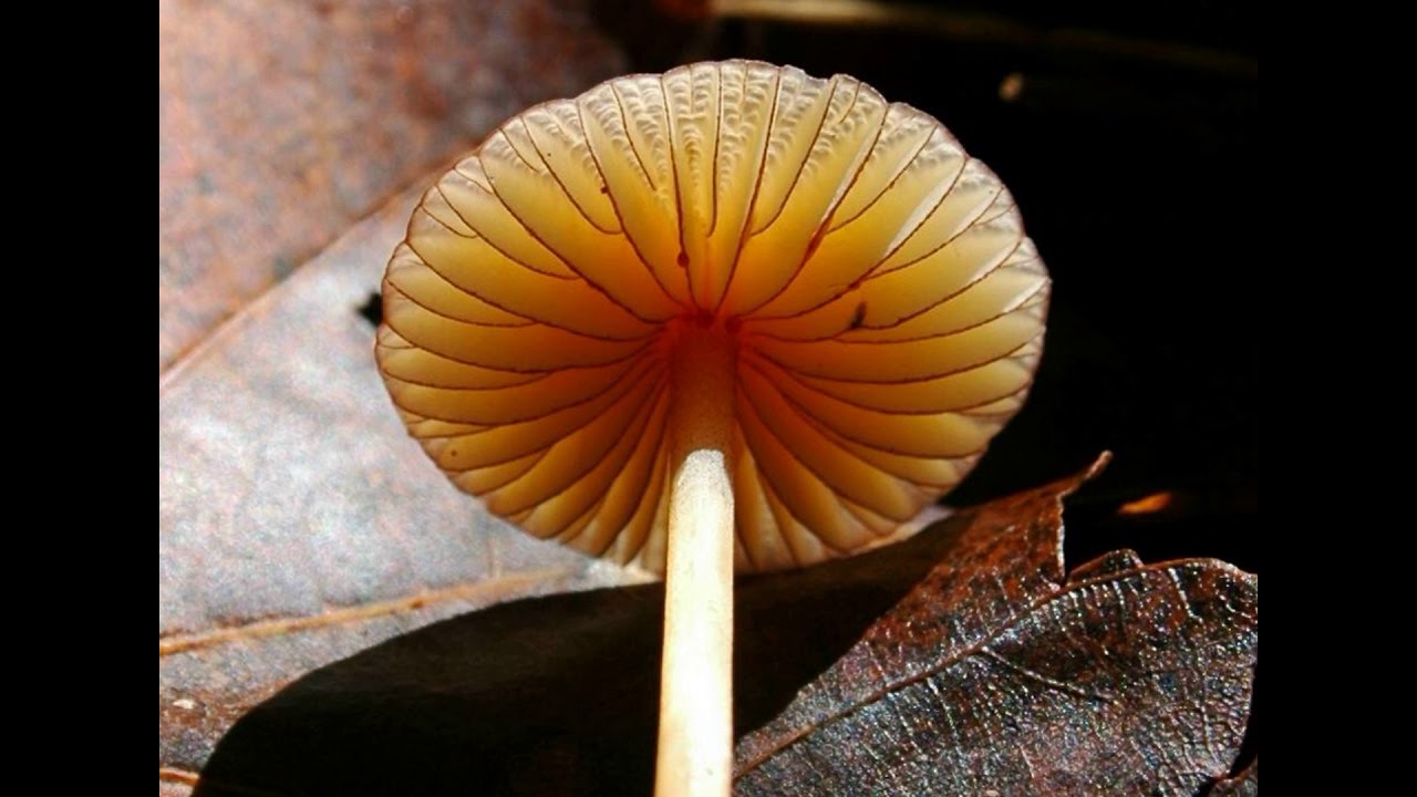 Mycena atkinsoniana