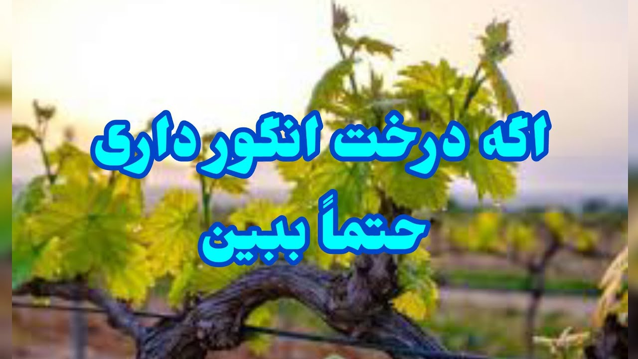 آموزش کامل هرس سبز درخت انگور در این کلیپ ببينيد.