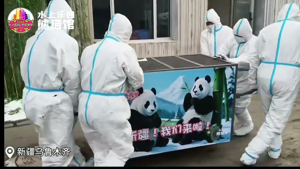 New arrival footage! Baoyuan & Derui off the plane and welcomed at the zoo 🐼✈️