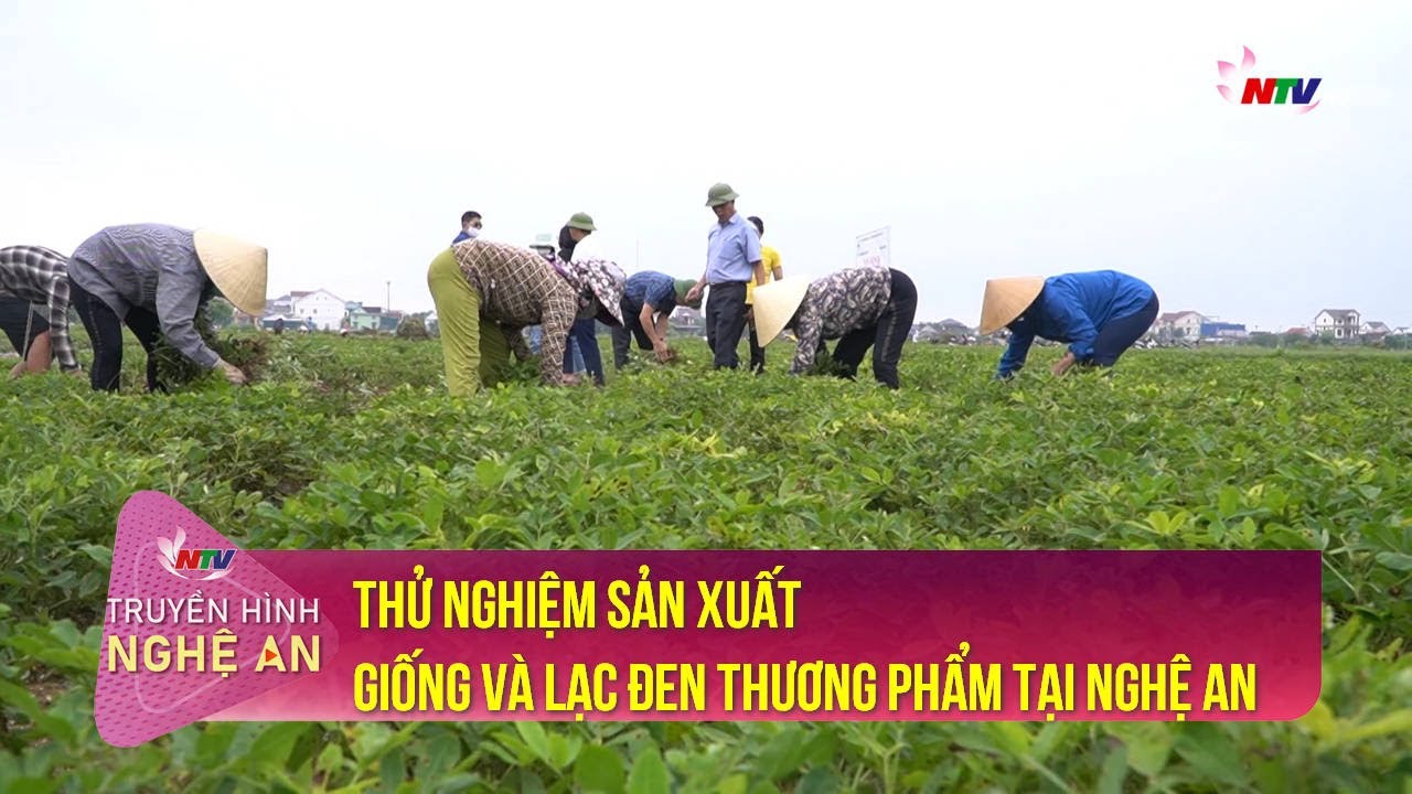 Thử nghiệm sản xuất giống và lạc đen thương phẩm tại Nghệ An | Khoa học & Công nghệ