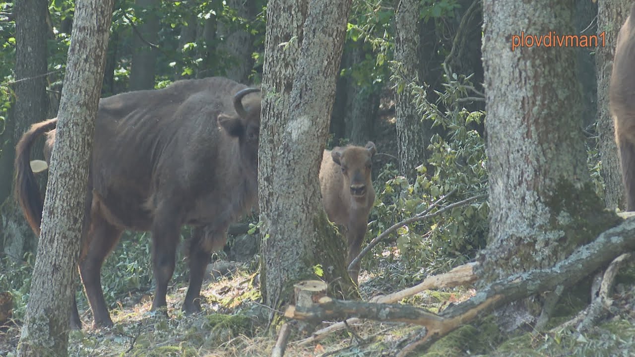 Сред зубрите/европейските бизони в дивата българска природа