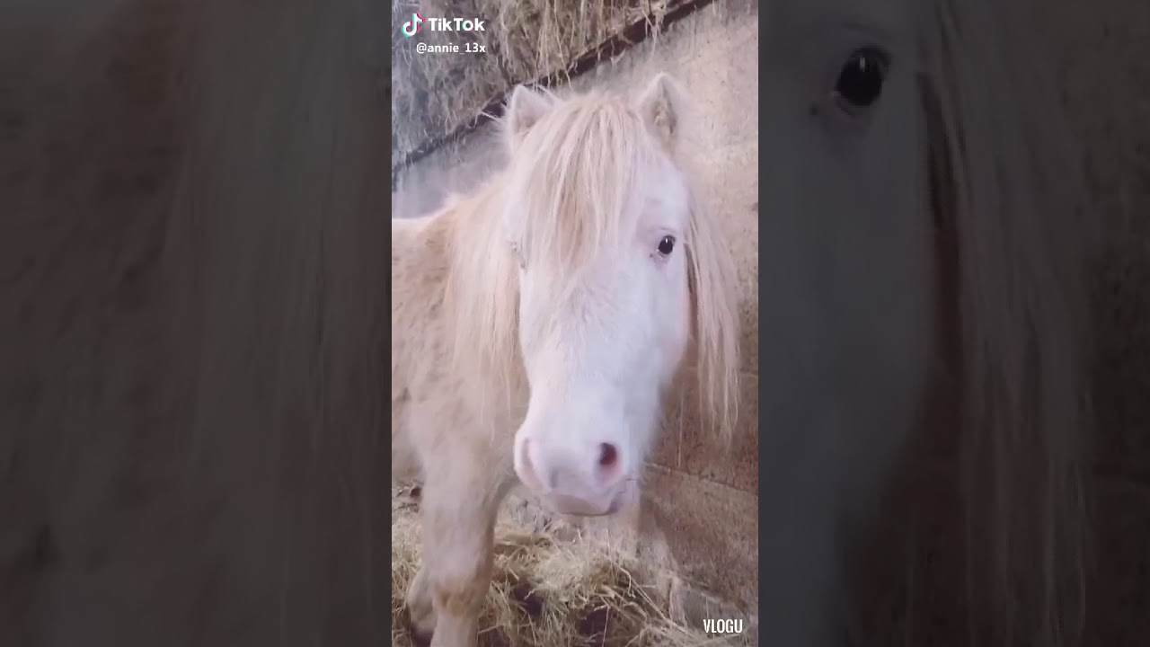 Horse/foal tiktoks we all need rn